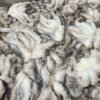 20260102_113919 Fresh Octopus | তাজা অক্টোপাস