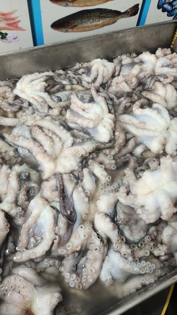 20260102_113919 Fresh Octopus | তাজা অক্টোপাস