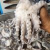 Fresh Octopus Fresh Octopus | তাজা অক্টোপাস
