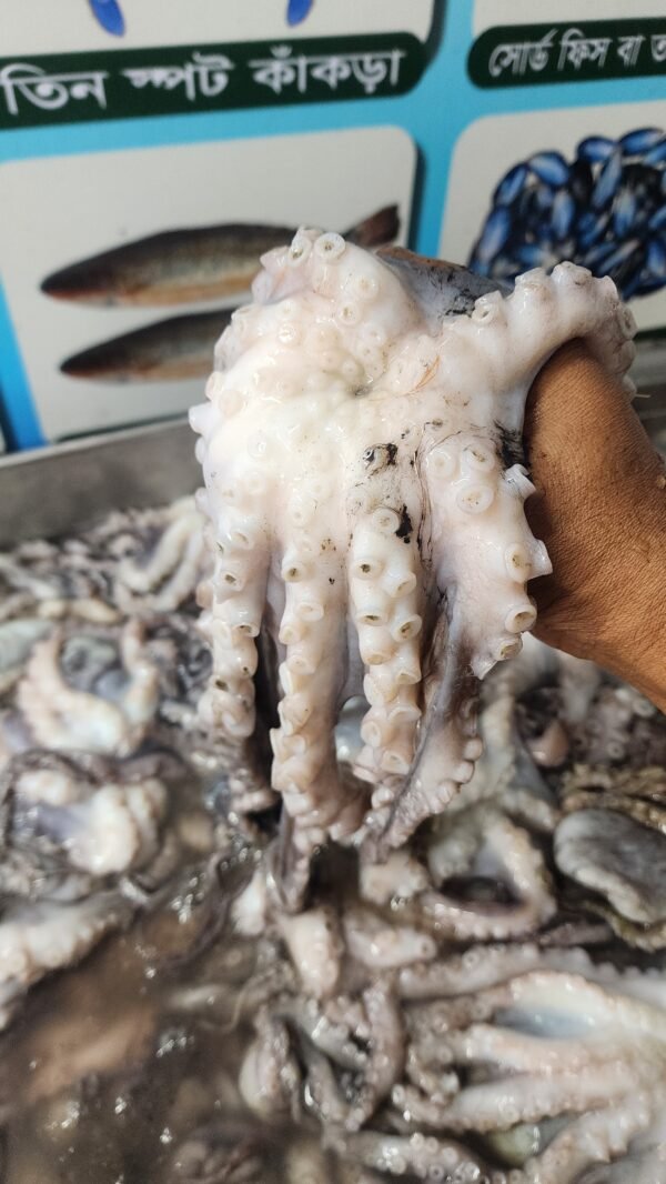 Fresh Octopus Fresh Octopus | তাজা অক্টোপাস