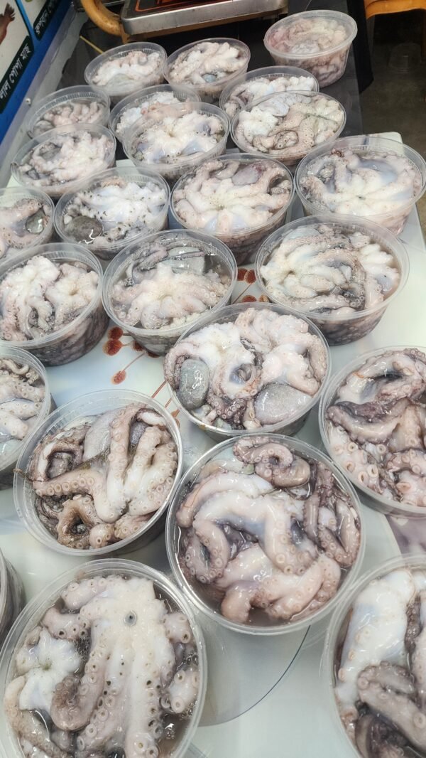 Fresh Octopus Fresh Octopus | তাজা অক্টোপাস