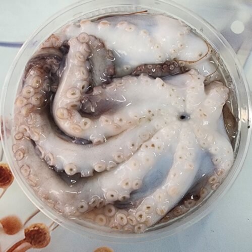 Fresh Octopus | তাজা অক্টোপাস