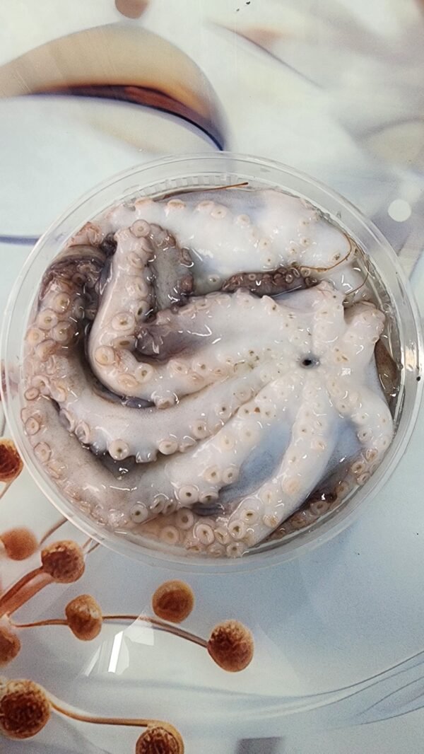 Octopus Fresh Octopus | তাজা অক্টোপাস