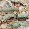 Fresh Lobster - লবস্টার