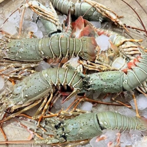 Fresh Lobster - লবস্টার