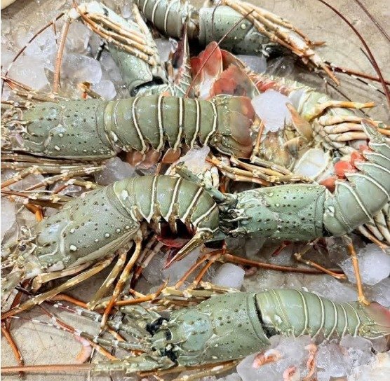 Fresh Lobster - লবস্টার