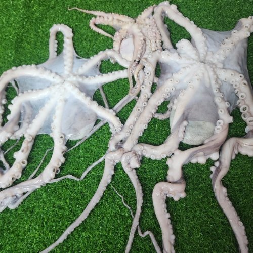 Fresh Octopus তাজা অক্টোপাস মাছ