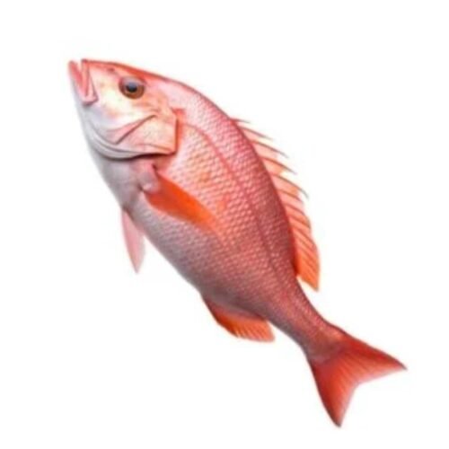 সামুদ্রিক লাল কোরাল মাছ - Sea Red Koral (1kg+)