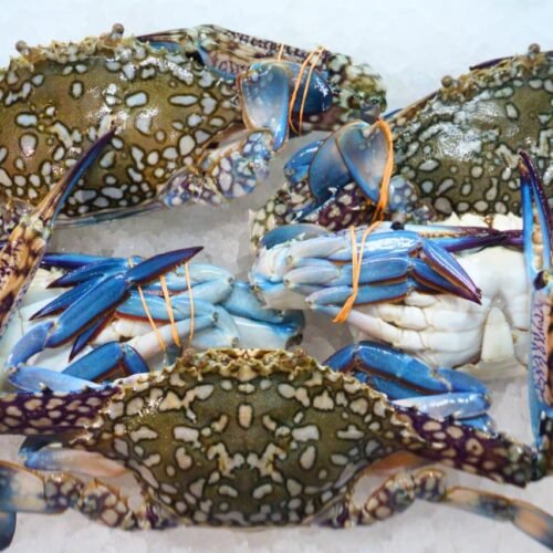 Blue Sun Crab