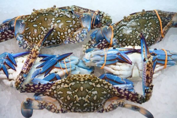 Blue Sun Crab