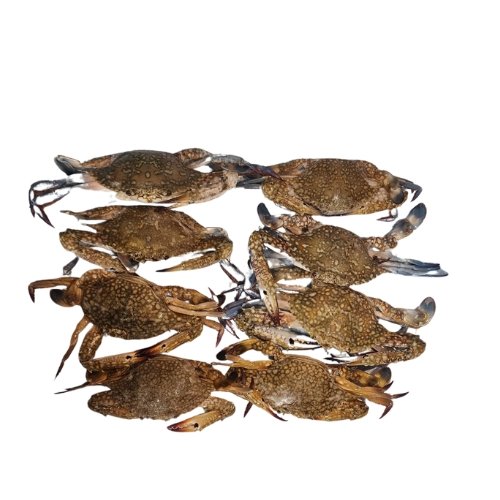 সামুদ্রিক ব্লু সান কাঁকড়া (Blue Sun Crab) (1) সামুদ্রিক ব্লু সান কাঁকড়া (Blue Sun Crab)
