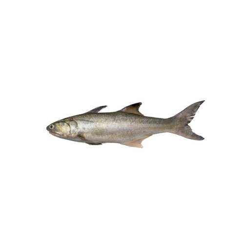Salmon Fish (Tailla Fish) - Copy