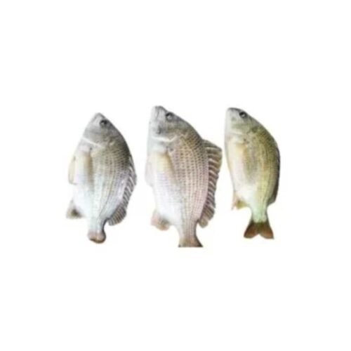 দাতিনা কোঁড়াল | Datina Coral (1KG+)