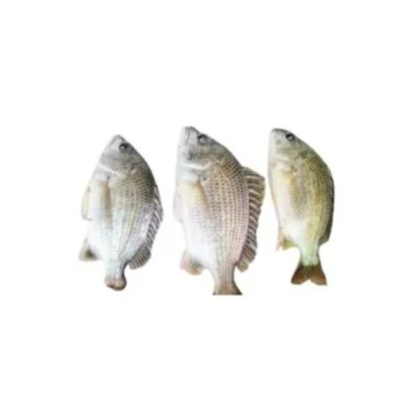 দাতিনা কোঁড়াল | Datina Coral (1KG+)