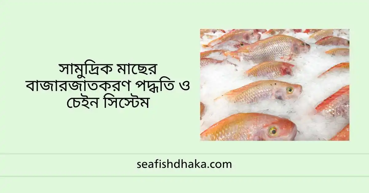 সামুদ্রিক মাছের বাজারজাতকরণ পদ্ধতি ও চেইন সিস্টেম