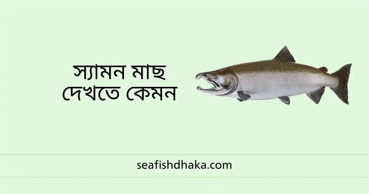স্যামন মাছ দেখতে কেমন