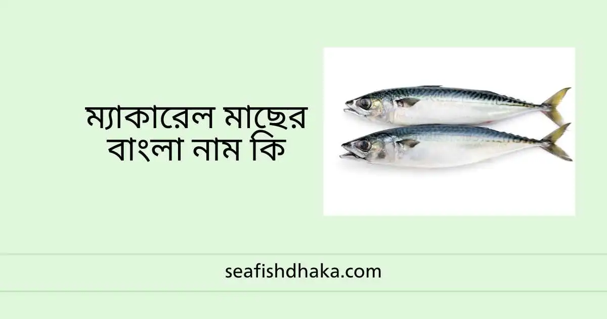 ম্যাকারেল মাছের বাংলা নাম কি