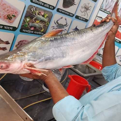 তাজা নদীর পাঙ্গাশ মাছ | Fresh River Pangas Fish
